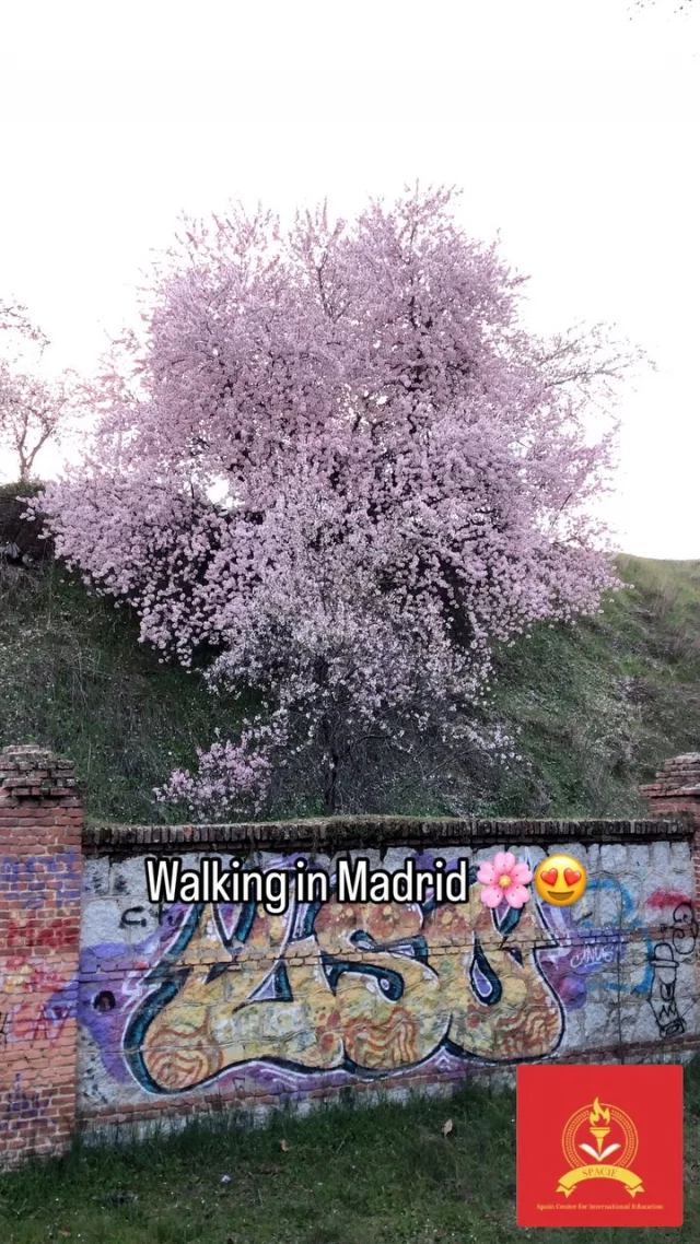 🌸🏃‍♂️ Spring is in the air in Madrid! This urban trail, lined with blossoming almond trees, is the perfect spot for a peaceful stroll or an energizing run. 🌿☀️ Whether you’re looking for a scenic workout or a moment to enjoy nature in the city, this hidden gems in Madrid are a must-visit! 🌸🌳

Who else loves running or walking surrounded by flowers? Tag your workout buddy! 👇💬 

📹 @spacie_edu 

#Madrid #RunningMadrid #SpringVibes #NatureInTheCity #blossom #blossom🌸 #madridspain #studyabroad #studyinspain #visitmadrid #visitspain #trailrunning #summerschool #urbanexplorer #urbanexploration #urbangarden #urbanstreetphotogallery #beautifuldestinations #urbanohotography #citylife #cityphotography #strolling #almondflour #almondtree #springflowers #springphotography #springvibes🌸 #madridsecreto #madridphotography #traveler